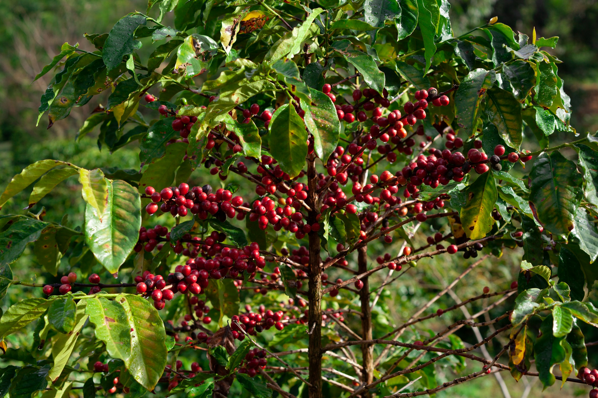 Red coffee cherries on a coffee plant in São Sebastião da Grama, São Paulo, Brazil